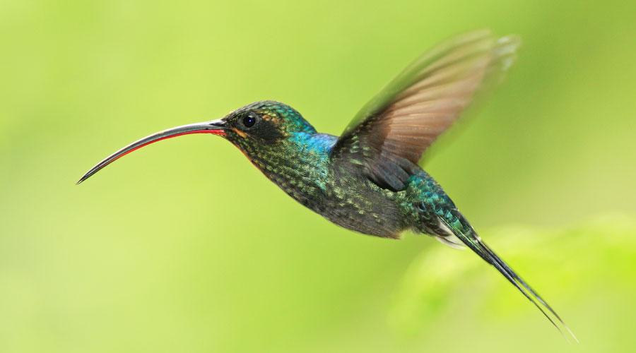 Where the Wild Things Are: The Abundant Wildlife of Costa Rica - background banner